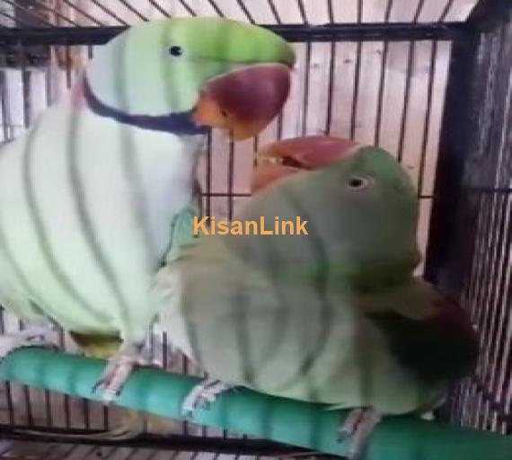 Raw Parrots for sale