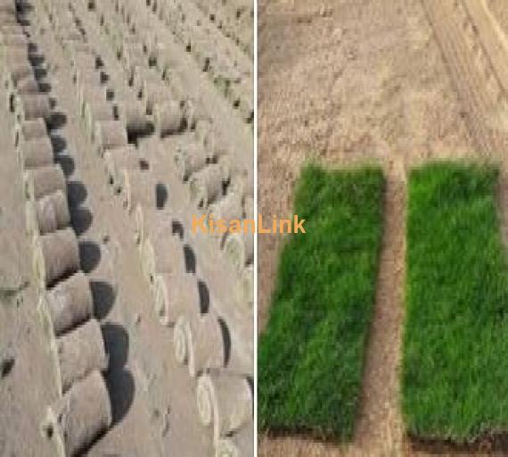 Beautiful korean grass for sale