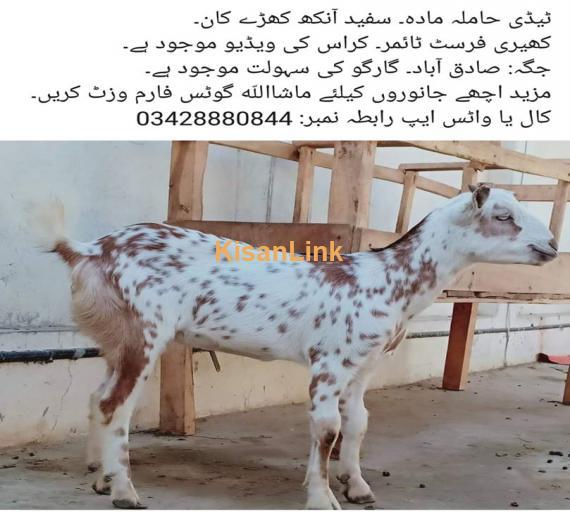 For Sale