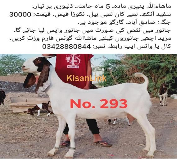 For Sale
