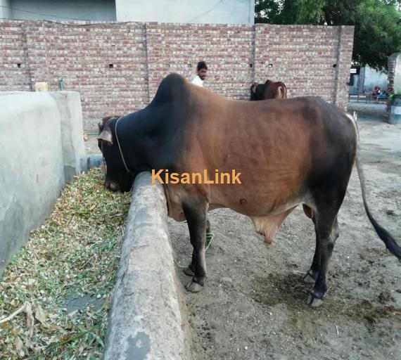 Cow For Sale