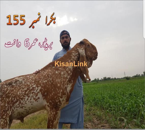 Goat For Sale