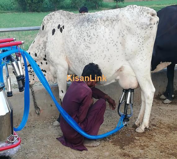 Milking Machine For Sale