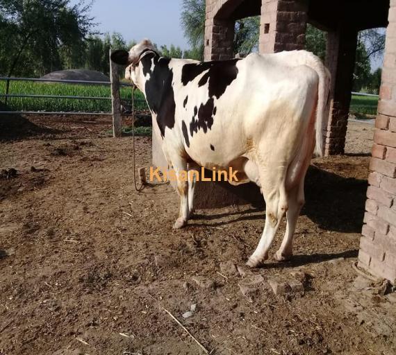 Cow For Sale