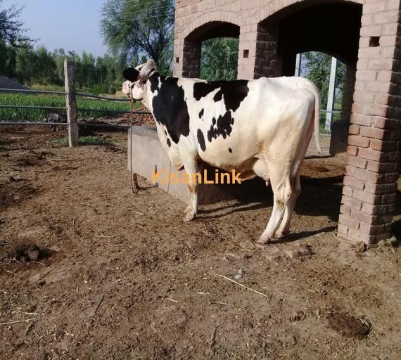 Cow For Sale