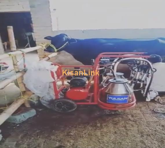 Milking Machine For Sale