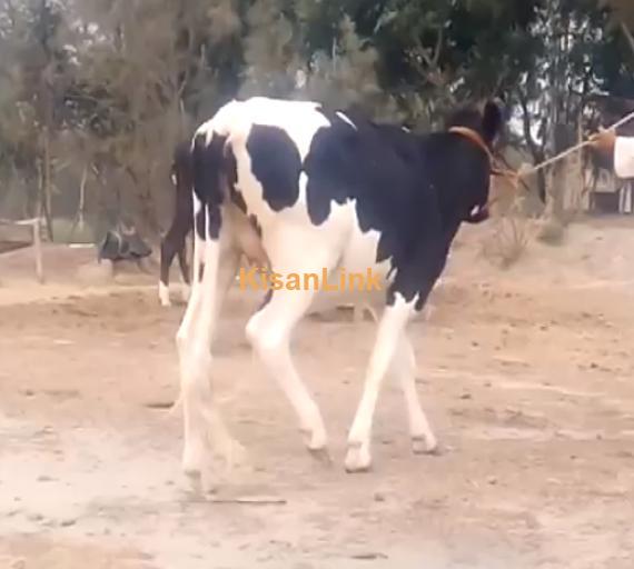 Cow For Sale