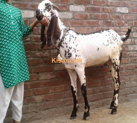 Goat For Sale