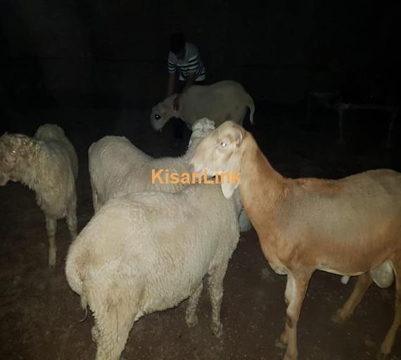 Dumba For Sale
