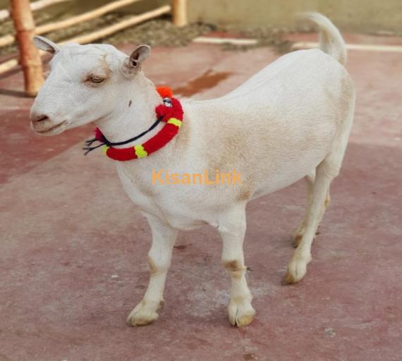 Goat For Sale