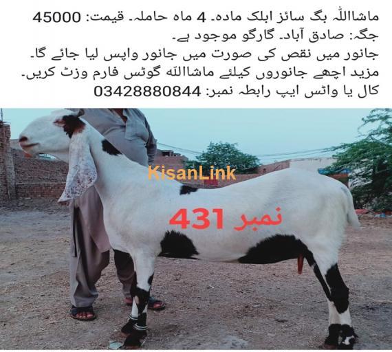 Goat For Sale