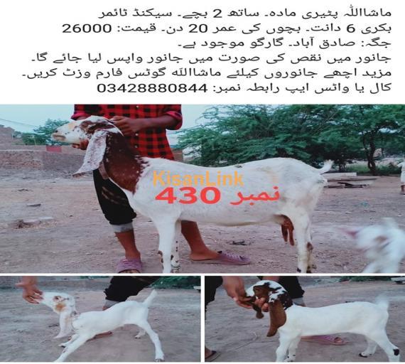 Goat For Sale