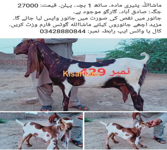 Goat For Sale