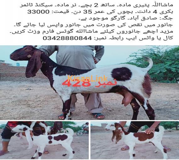Goat For Sale
