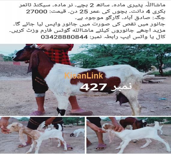 Goat For Sale