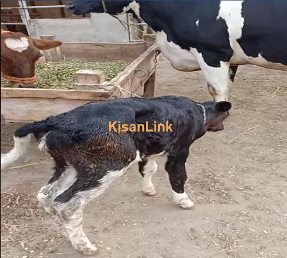 Cow For Sale