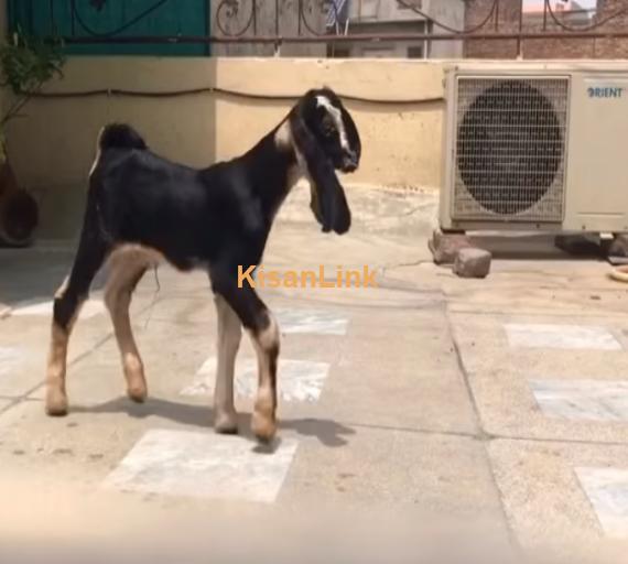 Goat For Sale