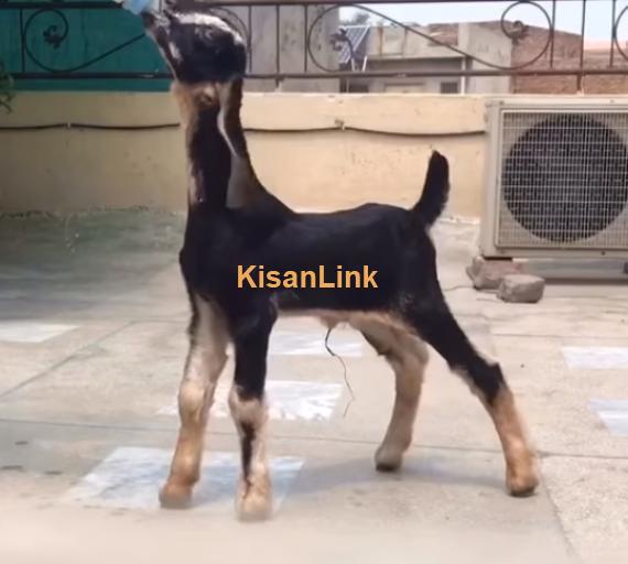 Goat For Sale