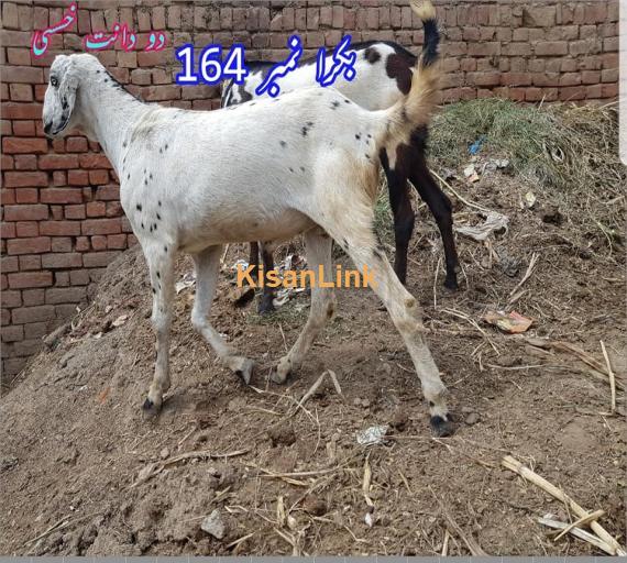 Goat For Sale
