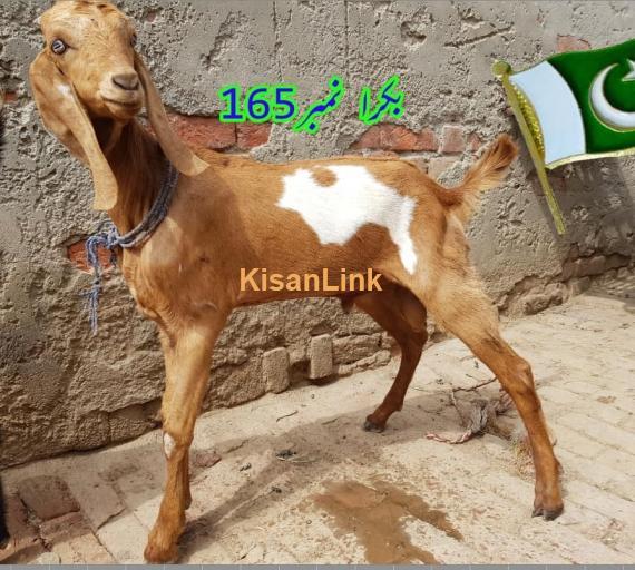Goat For Sale