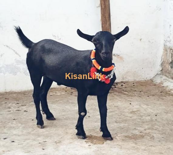Goat For Sale