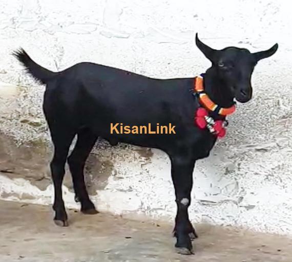 Goat For Sale