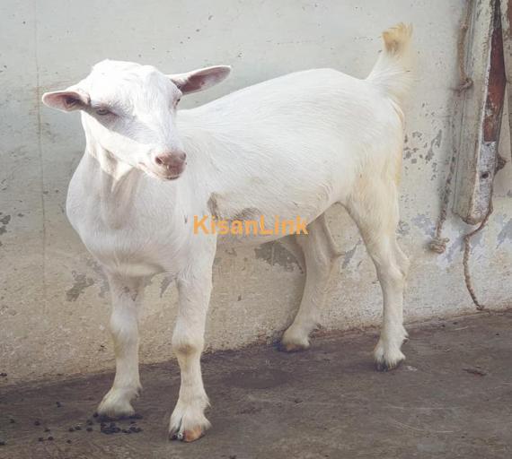 Goat For Sale