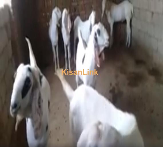 Goat For Sale