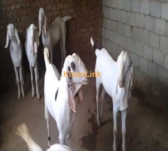 Goat For Sale