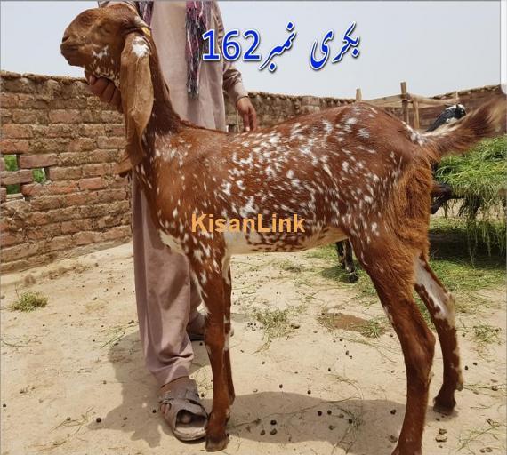 Goat For Sale