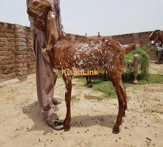 Goat For Sale
