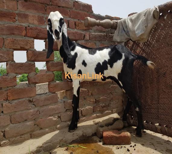 Goat For Sale