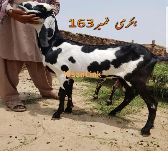 Goat For Sale