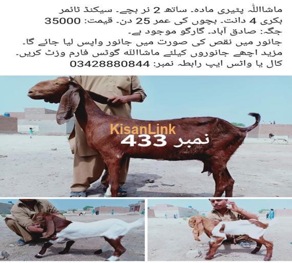 Goat For Sale