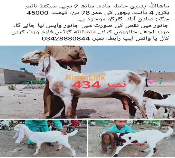 Goat For Sale