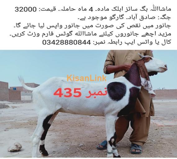 Goat For Sale