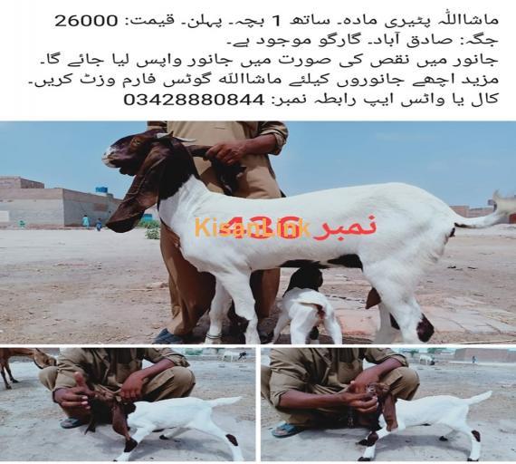 Goat For Sale
