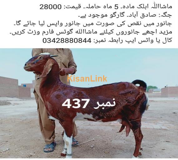 Goat For Sale