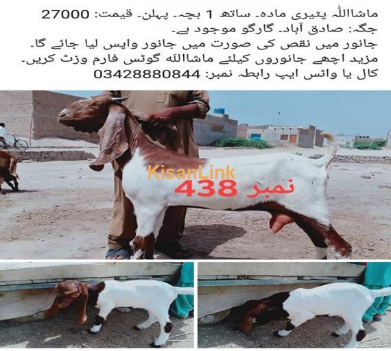 Goat For Sale