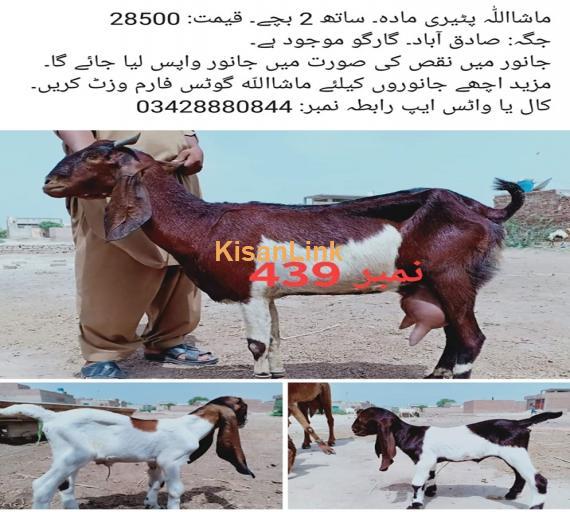 Goat For Sale