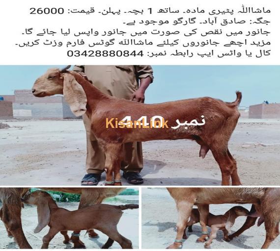 Goat For Sale