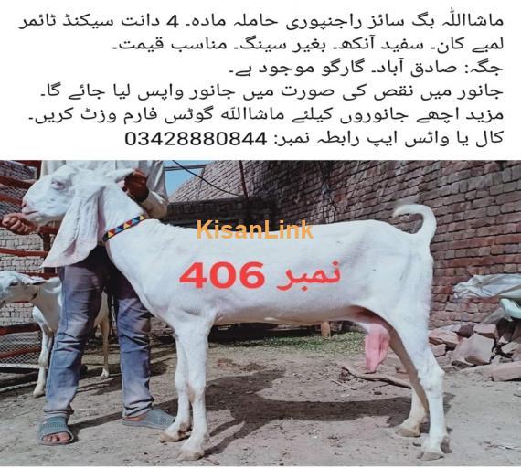 Goat For Sale