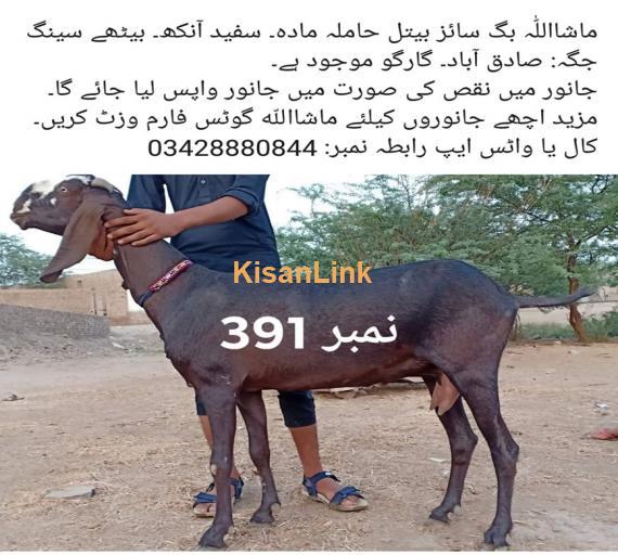 Goat For Sale