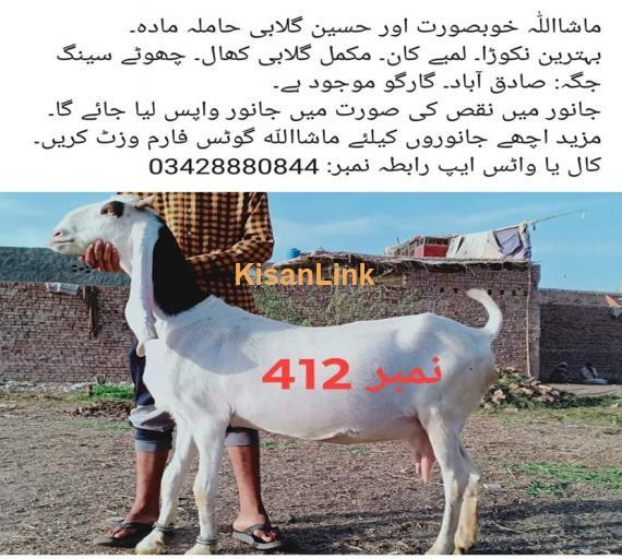 Goat For Sale