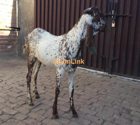 Goat For Sale