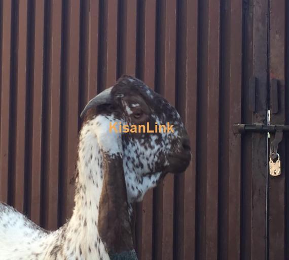 Goat For Sale