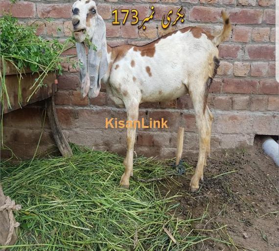 Goat For Sale
