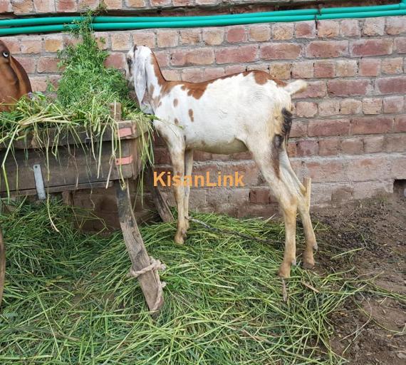Goat For Sale