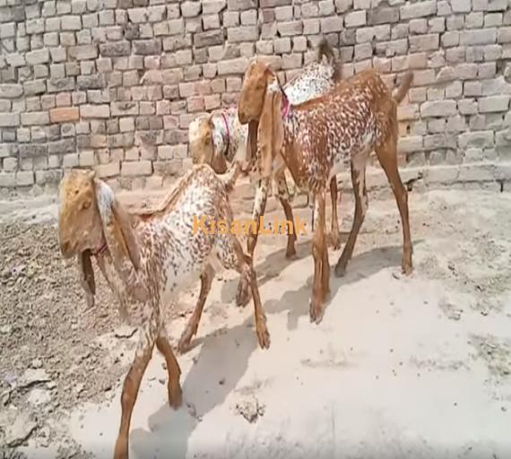 Goat For Sale