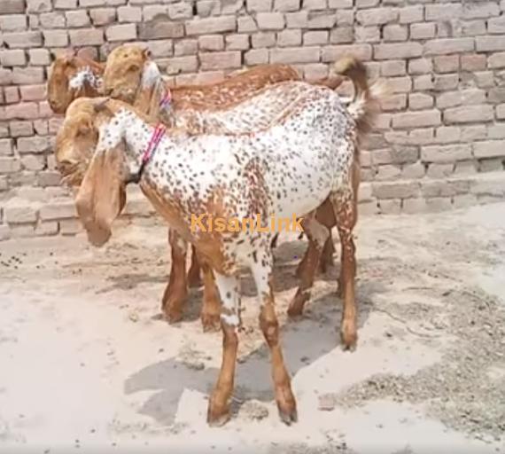 Goat For Sale